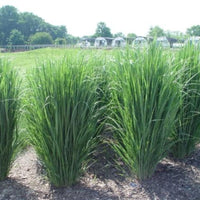 Northwind Switchgrass foliage