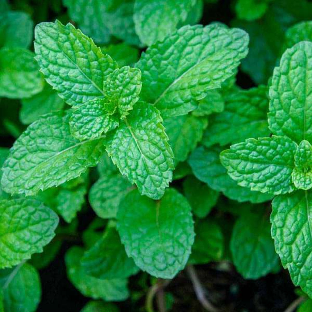 Herb: Mint, Peppermint, Scented Leaves with Tiny Lavender Flowers