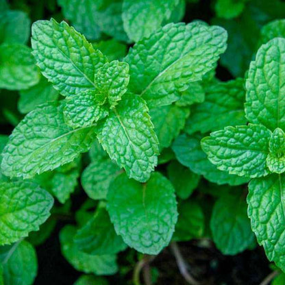 Herb: Mint, Peppermint, Scented Leaves with Tiny Lavender Flowers