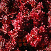 Admiration' Barberry