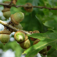 Pin Oak Tree