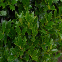 Oakland Holly