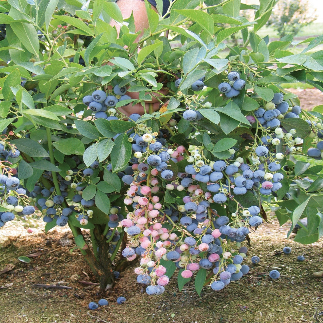 Ochlockonee Blueberry Bush