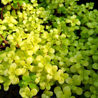Sedum Makinoi 'Ogon' (Golden Japanese Stonecrop)