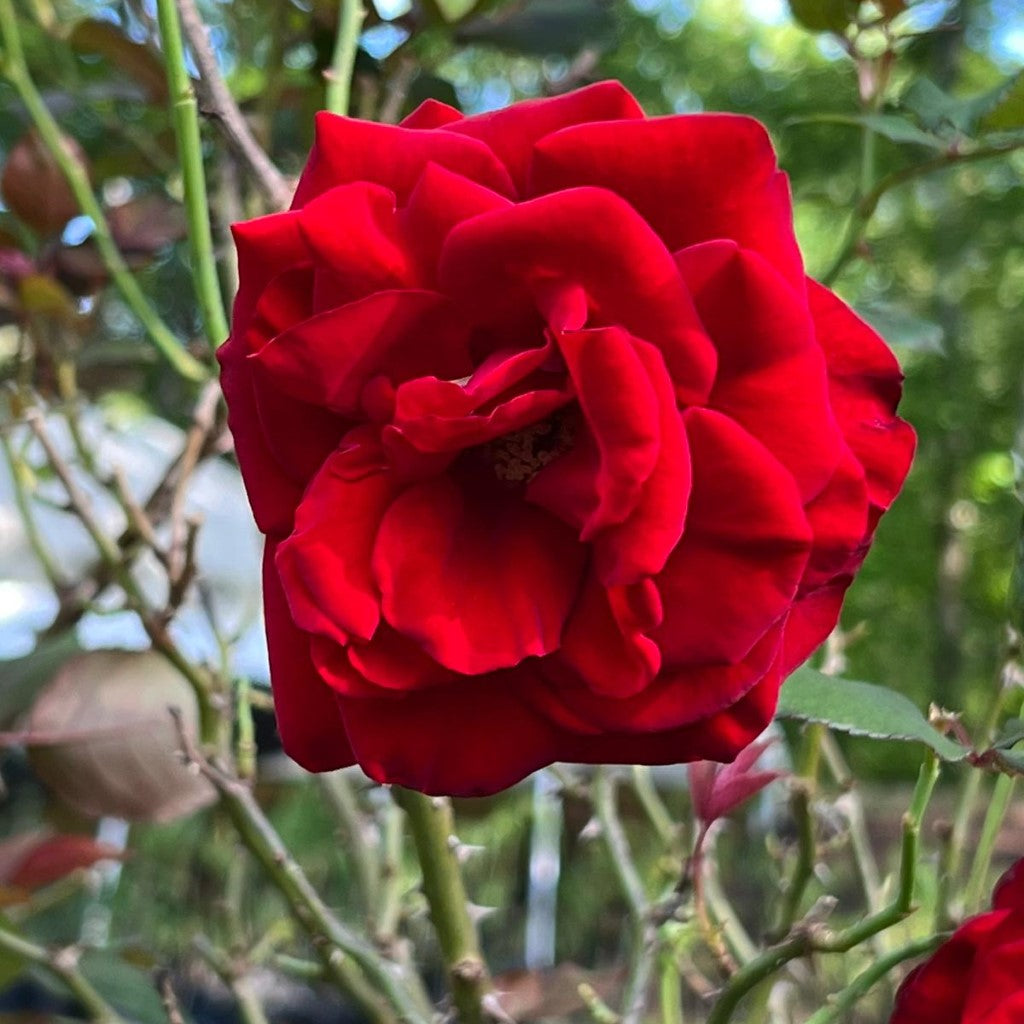 (Tree Form) Oh My! Rose