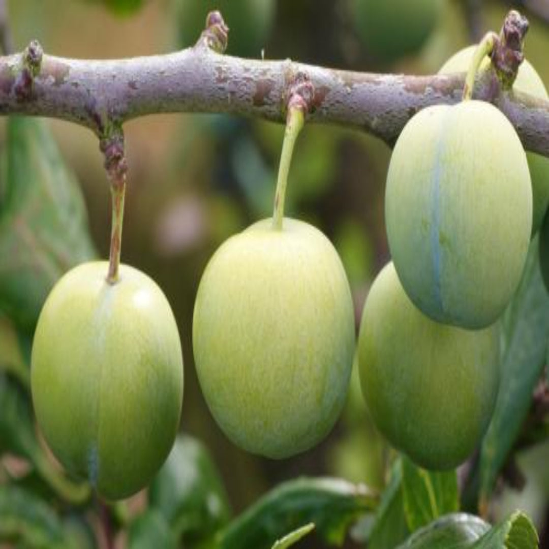 Green Gage Plum Tree Bears Large Crops of Yellowish Green