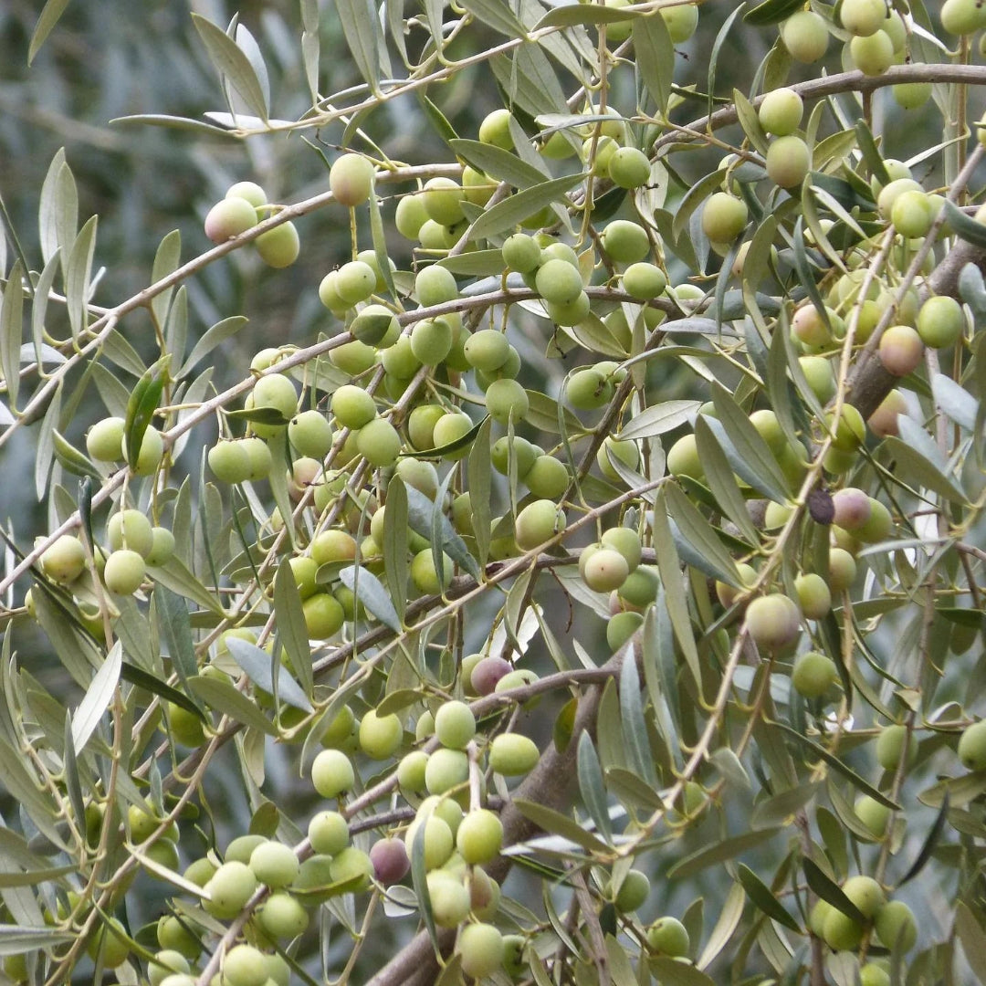 Arbequina Fruiting Olive, The Plant Will Produce Olive Fruits