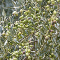 Arbequina olive branch displaying small developing olives and soft gray-green leaves
