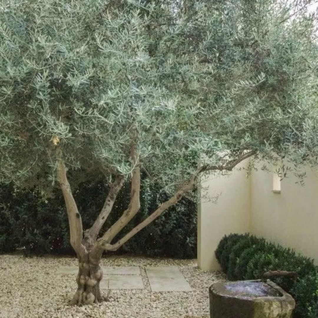 Arbequina Fruiting Olive, The Plant Will Produce Olive Fruits