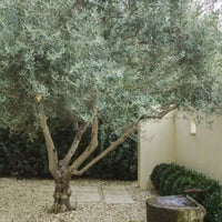 Fruit-bearing Arbequina olive tree showing dense foliage and seasonal growth