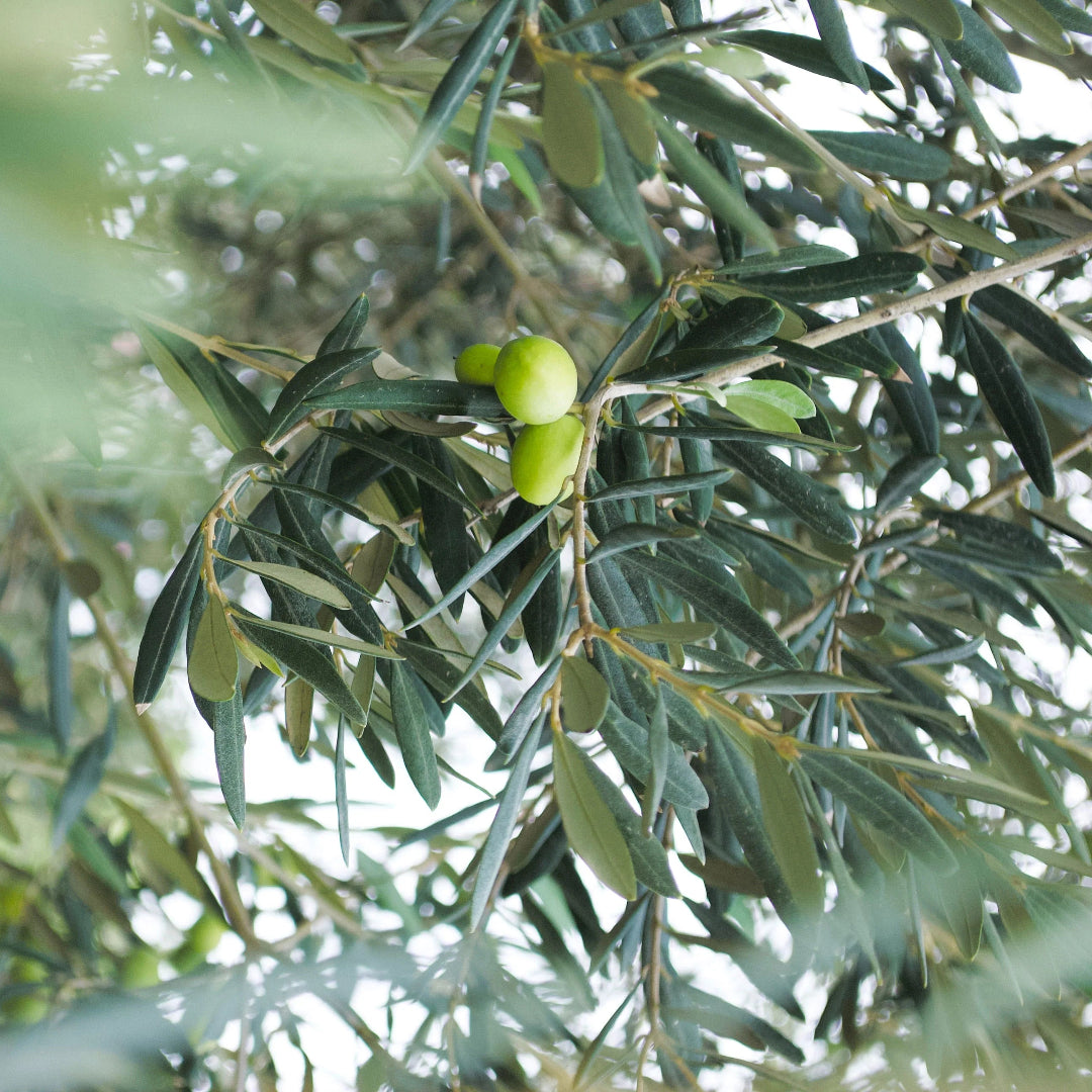 Arbequina Fruiting Olive, The Plant Will Produce Olive Fruits