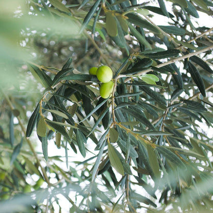 Arbequina Fruiting Olive, The Plant Will Produce Olive Fruits