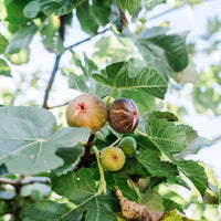 Container-grown Olympian Fig Tree showing healthy fruits