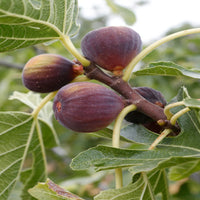 Lush Olympian Fig Tree loaded with fruit clusters