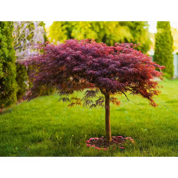 Red Dragon Japanese Maple