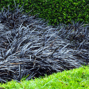 Ophiopogon Planiscapus 'Arabicus' Black Mondo Grass - [CG]