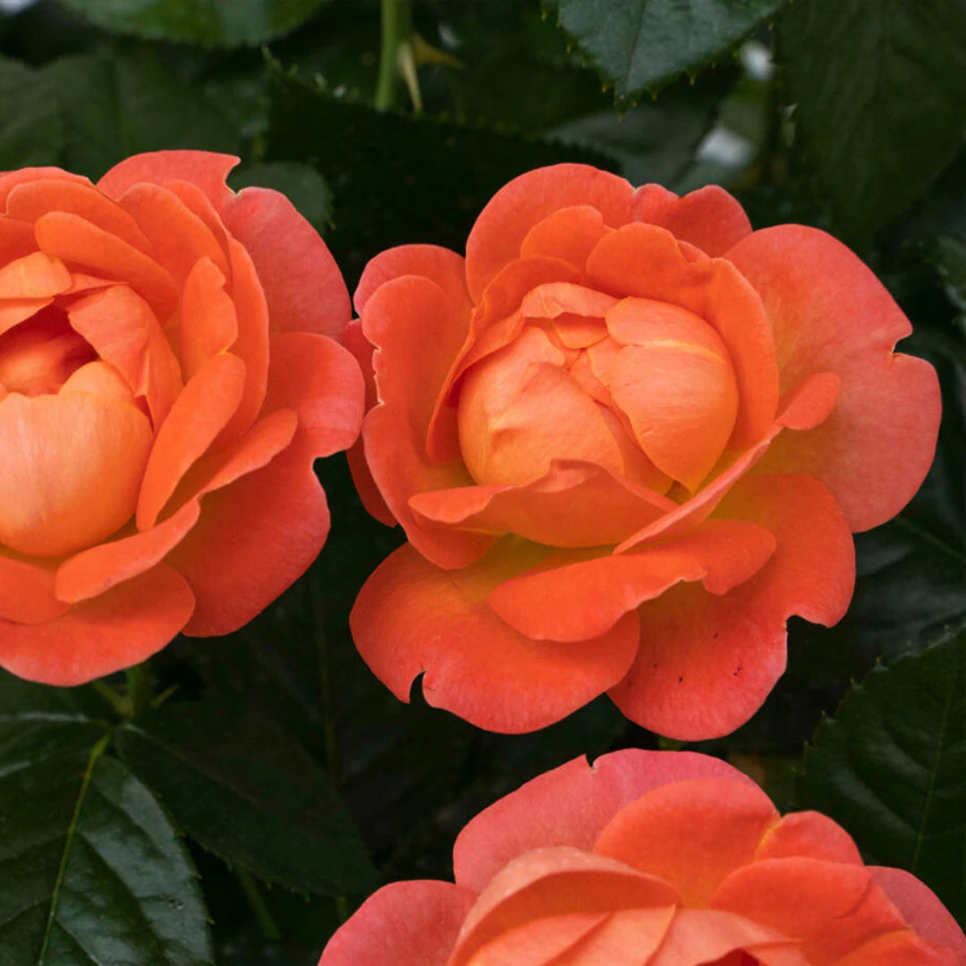 Orange Glow  Knock Out Rose