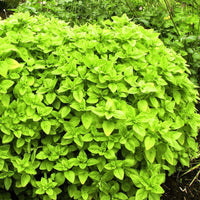 Origanum vulgare 'Aureum' Golden Oregano - [EG]
