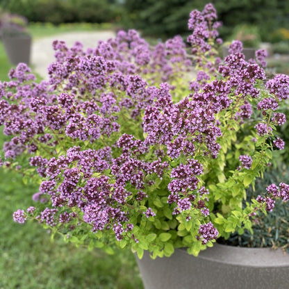 Origanum &