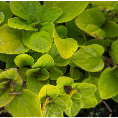 Origanum vulgare &
