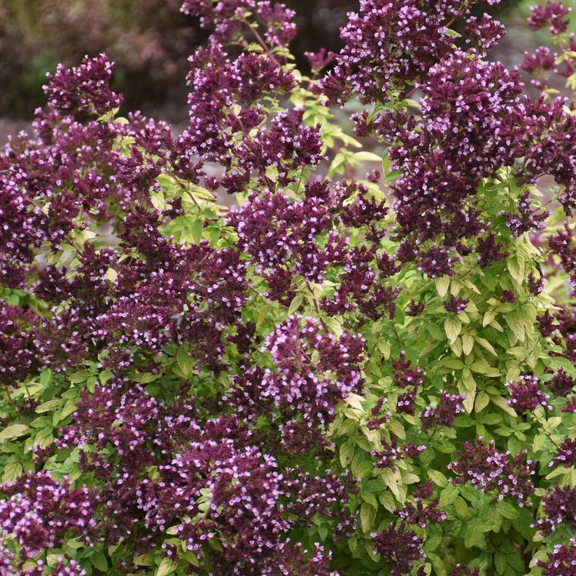Origanum &