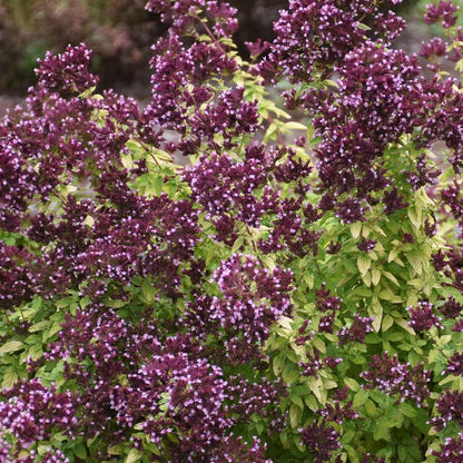 Origanum &