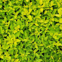 Origanum vulgare 'Aureum' Golden Oregano - [EG]