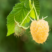 Freshly harvested Anne yellow raspberries displaying sweet golden color and plump size