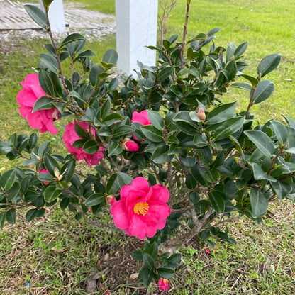 Camellia Alabama Beauty