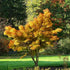 Ornamental Japanese Maple tree featuring upright growth and seasonal foliage