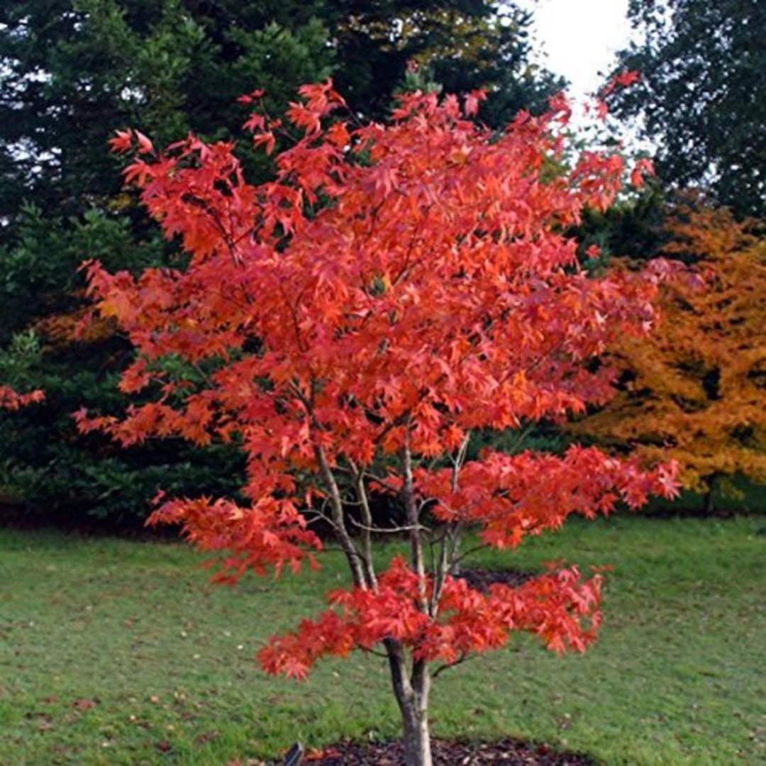 Detailed view of Acer palmatum Osakazuki leaf structure and midsummer color