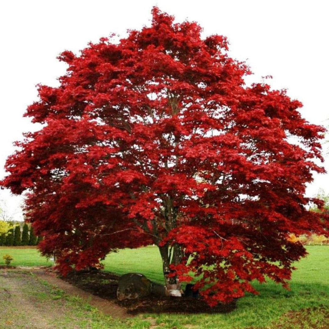 Oshio Beni Japanese Maple tree with bright red foliage growing in a garden