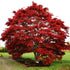 Oshio Beni Japanese Maple tree with bright red foliage growing in a garden