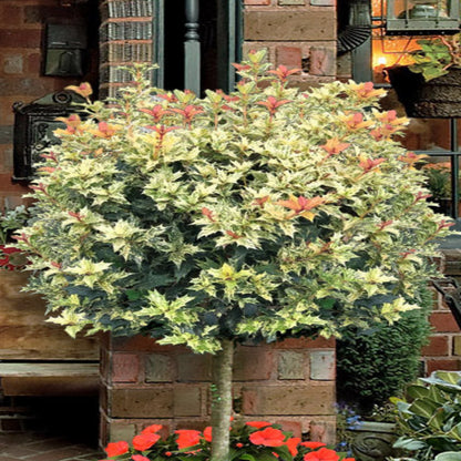 Variegated False Holly