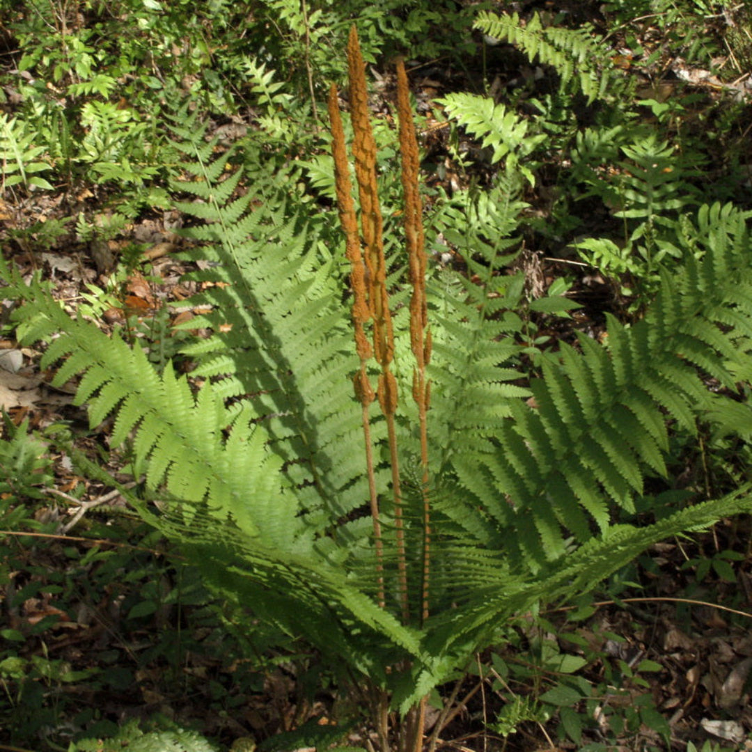 Osmunda Cinnamomea &