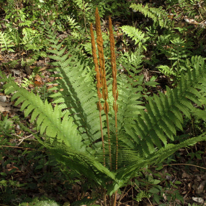 Osmunda Cinnamomea &