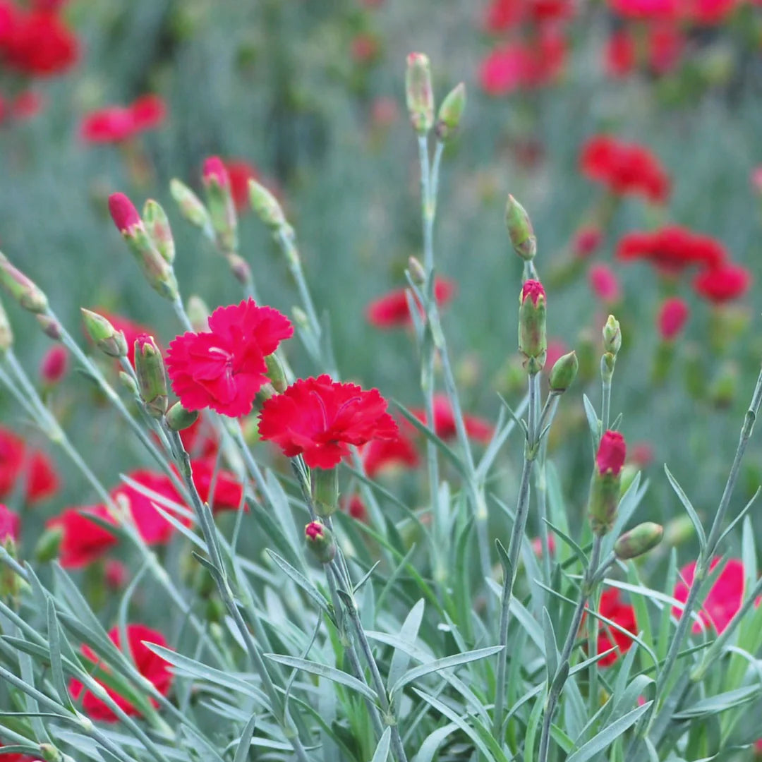 Dianthus x &