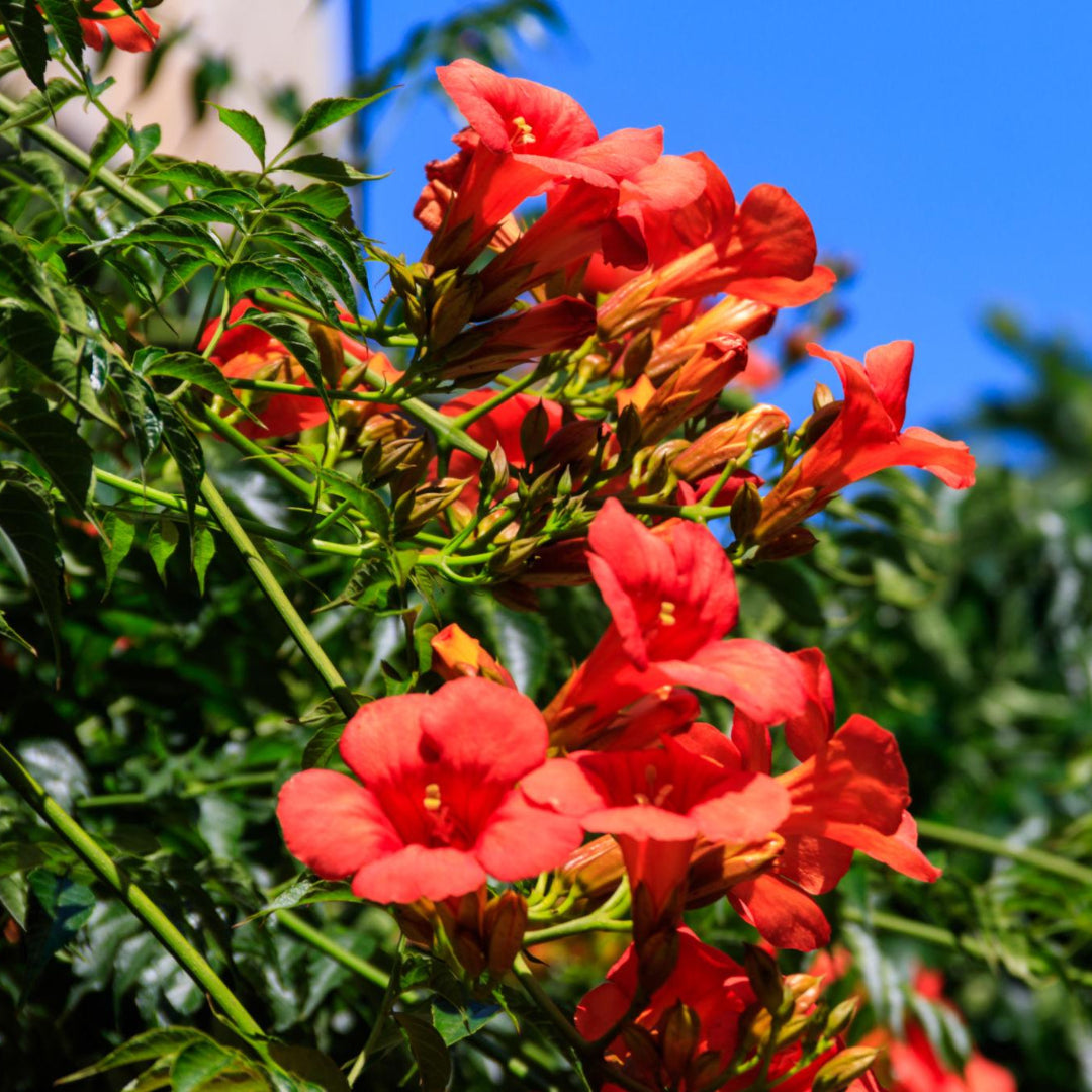 Campsis Radicans (Trumpet Creeper)
