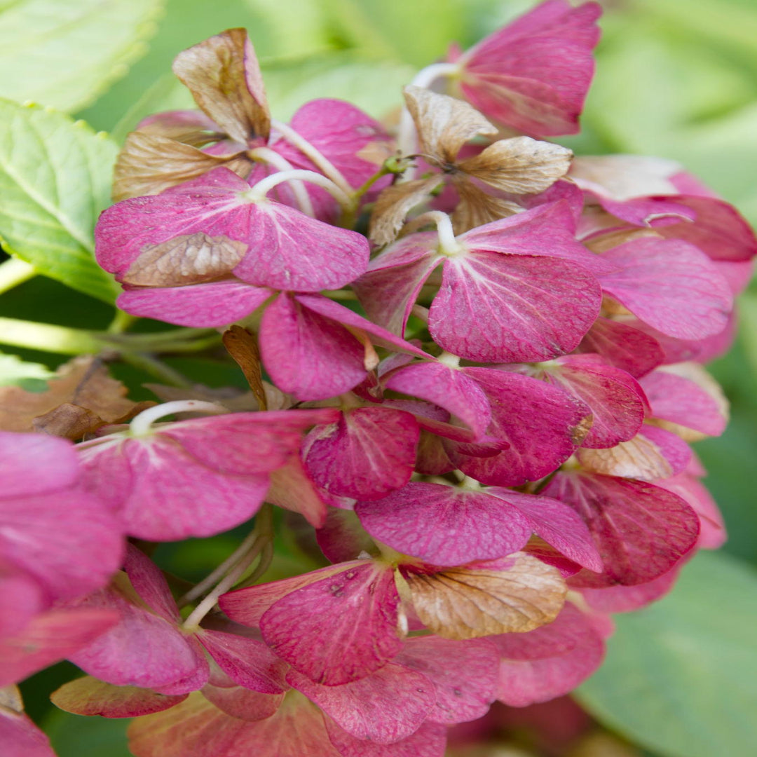 Show Stopper Hydrangea