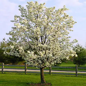 Cleveland Pear Tree