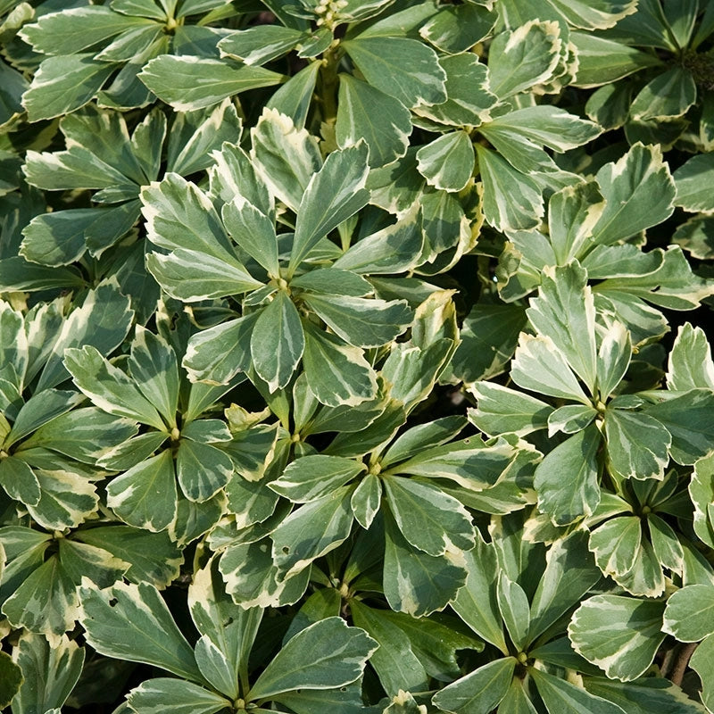 Silver-edged Pachysandra leaves detailed view