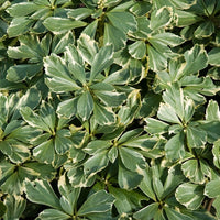 Silver-edged Pachysandra leaves detailed view