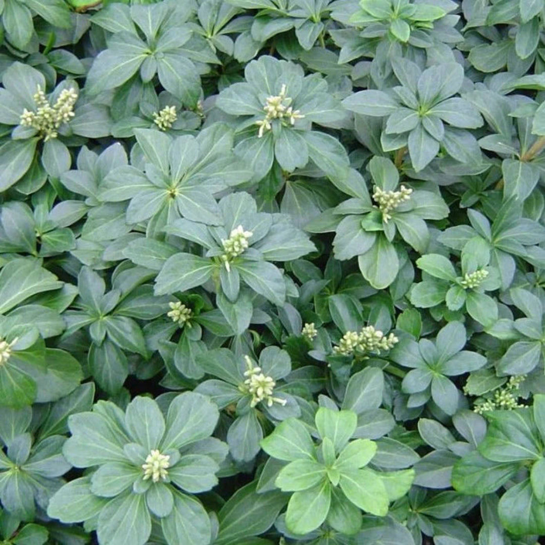 Pachysandra terminalis evergreen groundcover plant