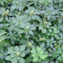 Pachysandra terminalis evergreen groundcover plant