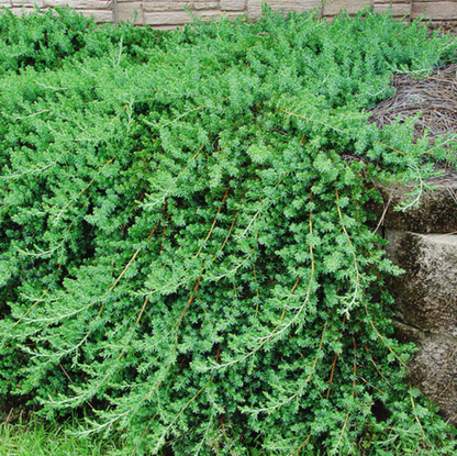 Juniperus Conferta &
