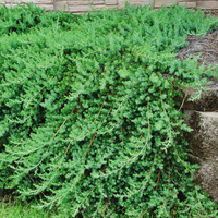Pacific Blue Juniper evergreen groundcover