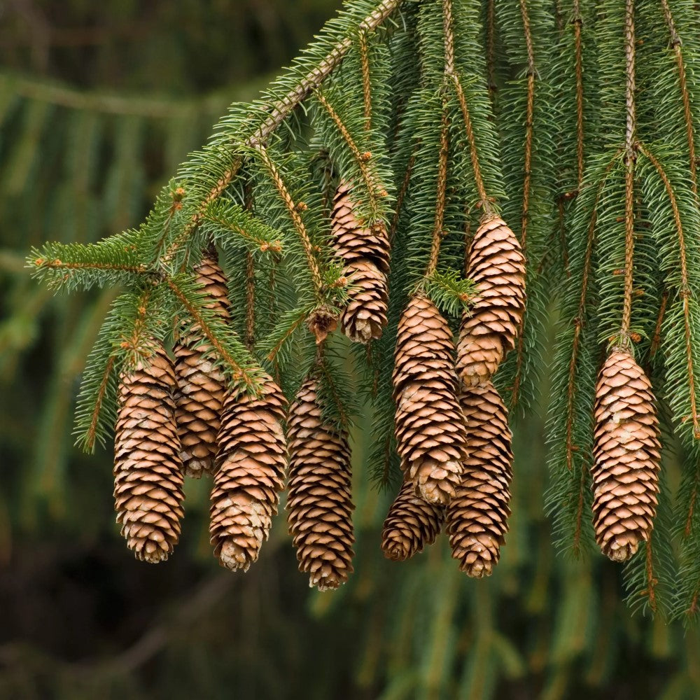 Coniferous Evergreen Branches with Blooming Young Spruce