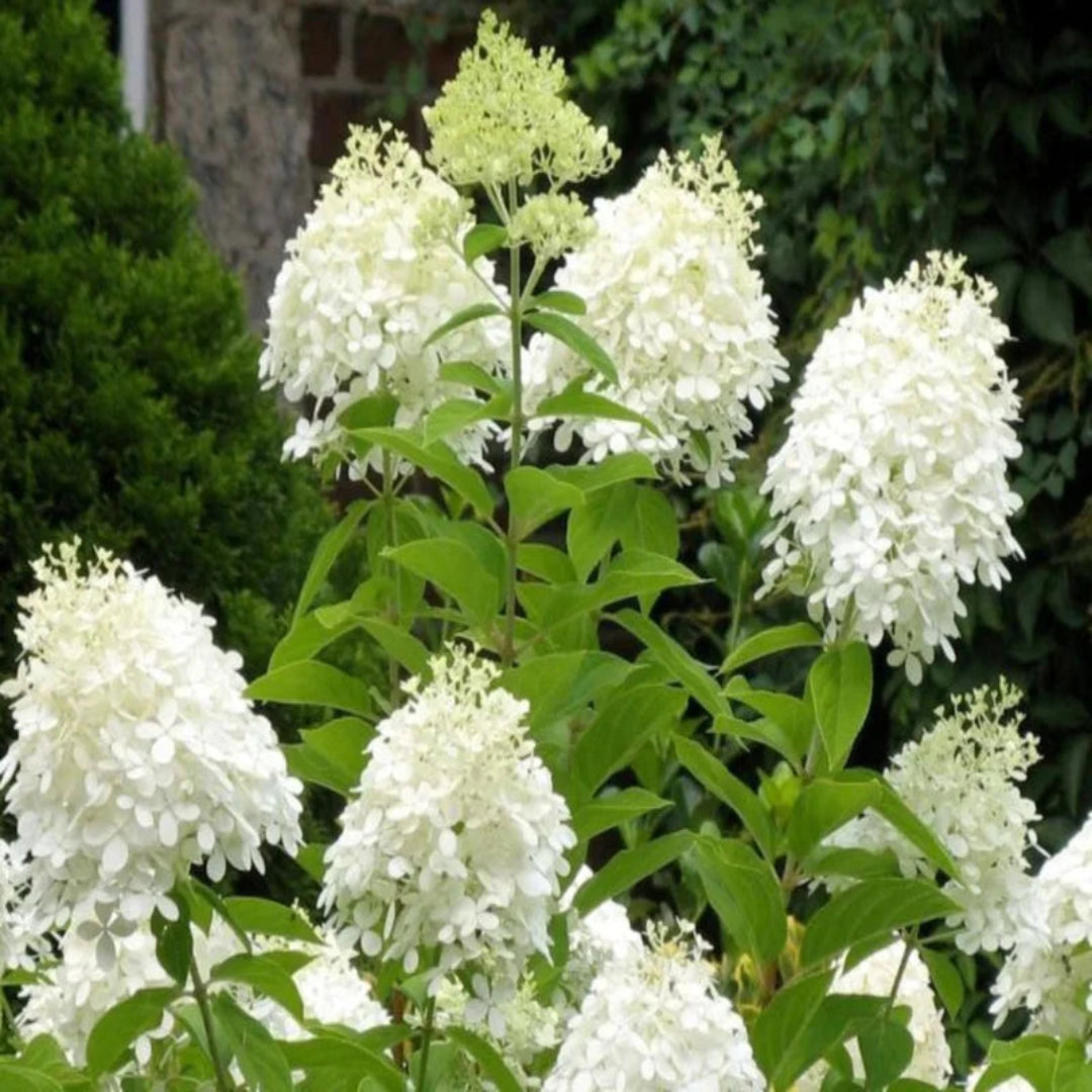 PG Hydrangea Shrub Blooming in Summer Landscapes