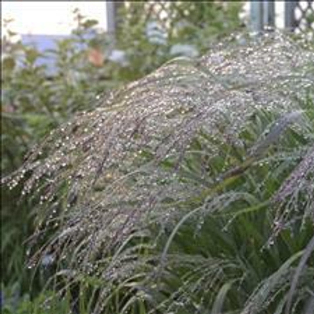 Grass: Panicum &