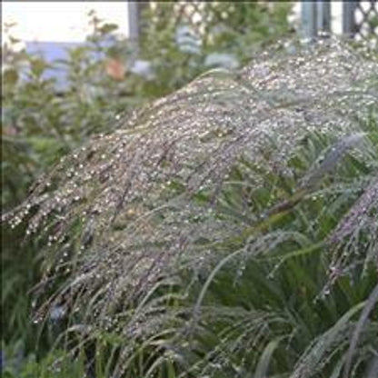 Grass: Panicum &